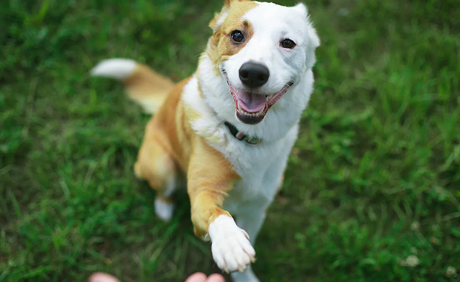 Dog shaking hands 
